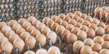 استقرار أسعار البيض في الأسواق المحلية اليوم الأحد 29 مارس 2026