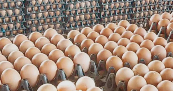 استقرار أسعار البيض في الأسواق المحلية اليوم الأحد 29 مارس 2026