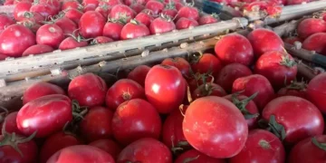 بشرى للمستهلكين.. تراجع ملحوظ في أسعار الطماطم بسوق العبور اليوم الثلاثاء