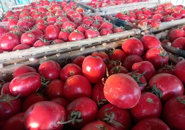 بشرى للمستهلكين.. تراجع ملحوظ في أسعار الطماطم بسوق العبور اليوم الثلاثاء