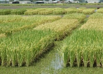 عائد اقتصادي وأمن غذائي.. لماذا يطالب “الشيوخ” بزيادة مساحة الأرز؟