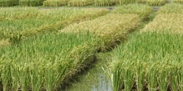 عائد اقتصادي وأمن غذائي.. لماذا يطالب “الشيوخ” بزيادة مساحة الأرز؟