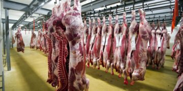 تباين أسعار اللحوم اليوم في الأسواق.. انخفاض الضاني والبتلو وارتفاع طفيف للكندوز