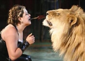 إخلاء سبيل لوبا الحلو بكفالة 20 ألف جنيه في واقعة هجوم أسد على طفلة