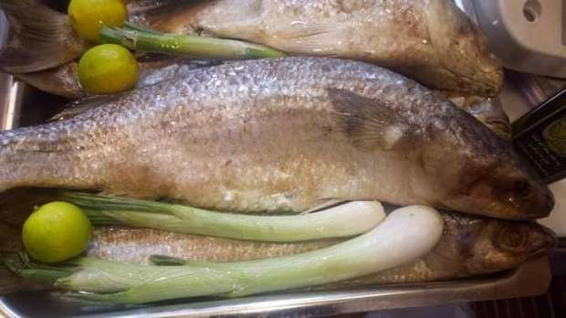 ضبط 3 أطنان أسماك فاسدة وشطب 249 مخالفة تموينية في حملات مكبرة بالمنوفية