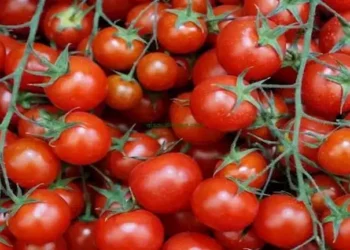 هبوط أسعار الطماطم في سوق العبور إلى 10–20 جنيهًا مع زيادة المعروض