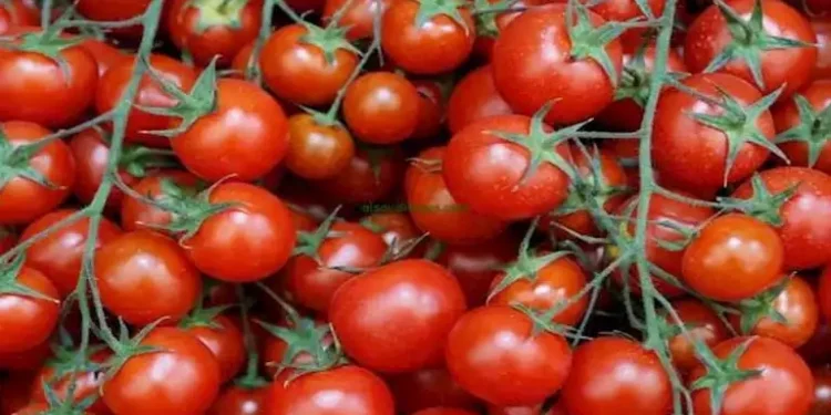هبوط أسعار الطماطم في سوق العبور إلى 10–20 جنيهًا مع زيادة المعروض