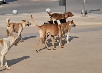 الزراعة: تحصين أكثر من 20 ألف كلب ضال ضد مرض السعار