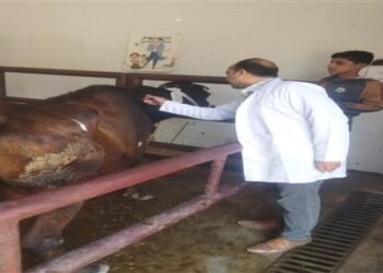 تحصين 176 ألف رأس ماشية بالجيزة ضد الجلد العقدي وجدري الضأن