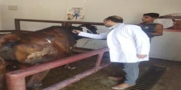 تحصين 176 ألف رأس ماشية بالجيزة ضد الجلد العقدي وجدري الضأن