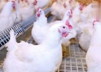 استقرار أسعار الفراخ اليوم الجمعة.. البيضاء عند 90 جنيهًا للمستهلك