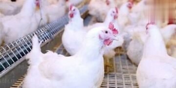 استقرار أسعار الفراخ اليوم الجمعة.. البيضاء عند 90 جنيهًا للمستهلك
