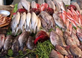 استقرار بأسعار الأسماك اليوم.. تراجع البلطي وارتفاع الجمبري والماكريل