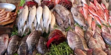 استقرار بأسعار الأسماك اليوم.. تراجع البلطي وارتفاع الجمبري والماكريل