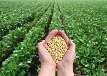 تراجع أسعار الأسمدة اليوم.. انفراجة مرتقبة لتكاليف الزراعة