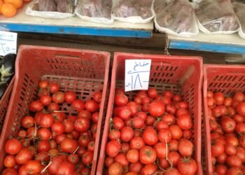 التموين تطرح الطماطم اليوم بسعر 18 جنيها للكيلو في المنافذ