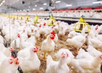 رئيس شعبة الدواجن يحذر من أزمة مرتقبة في سوق الدواجن بعد تراجع الأسعار