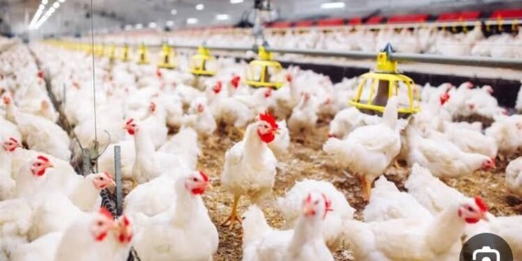 رئيس شعبة الدواجن يحذر من أزمة مرتقبة في سوق الدواجن بعد تراجع الأسعار