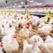 رئيس شعبة الدواجن يحذر من أزمة مرتقبة في سوق الدواجن بعد تراجع الأسعار