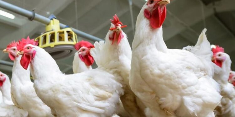 استقرار أسعار الدواجن اليوم في الأسواق.. والبيضاء تبدأ من 96 جنيهًا