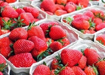 الحكومة تحسم الجدل: لا صحة لرفض شحنات الفراولة المصرية