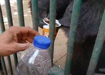 القرد ” كوكو “يحتسي القهوة بحديقة حيوان الفيوم يثير ضجة واسعة