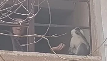 الطب البيطري بمدينة السادات يكثف جهوده للبحث عن القرد الهارب