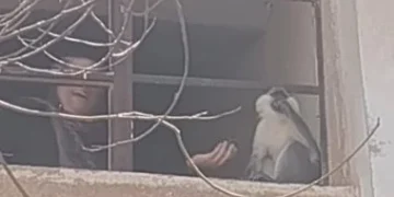 الطب البيطري بمدينة السادات يكثف جهوده للبحث عن القرد الهارب