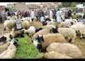 تباين في أسعار الماشية والخراف مع اقتراب عيد الأضحى