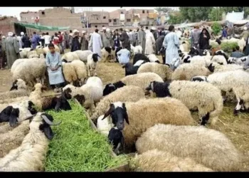 تباين في أسعار الماشية والخراف مع اقتراب عيد الأضحى