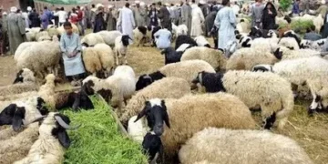 تباين في أسعار الماشية والخراف مع اقتراب عيد الأضحى