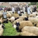 تباين في أسعار الماشية والخراف مع اقتراب عيد الأضحى