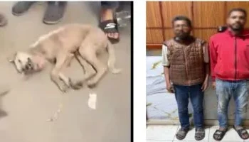 الأجهزة الأمنية تكشف لغز فيديو “الكلب القتيل” فى الشرقية