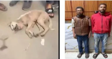 الأجهزة الأمنية تكشف لغز فيديو “الكلب القتيل” فى الشرقية