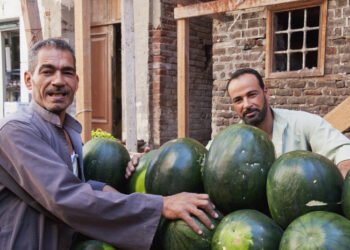 البحوث الزراعية: البطيخ المصري سليم تماماً والشائعات تهدف لتشويه الفلاح