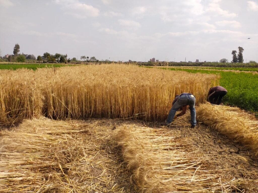 الجريدة الرسمية تنشر ضوابط توريد القمح.. والإردب بـ 2350 جنيهاً