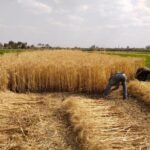 الجريدة الرسمية تنشر ضوابط توريد القمح.. والإردب بـ 2350 جنيهاً