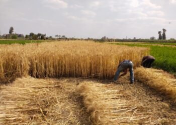 الجريدة الرسمية تنشر ضوابط توريد القمح.. والإردب بـ 2350 جنيهاً