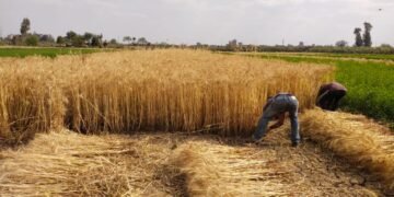 الجريدة الرسمية تنشر ضوابط توريد القمح.. و الإردب بـ 2350 جنيهاً