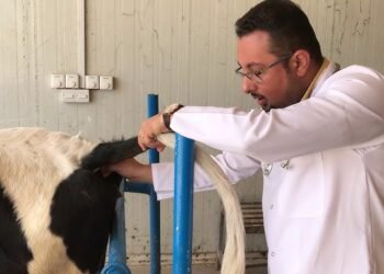 وزارة الزراعة تعلن تحصين أكثر من 3 ملايين رأس ماشية