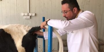 وزارة الزراعة تعلن تحصين أكثر من 3 ملايين رأس ماشية