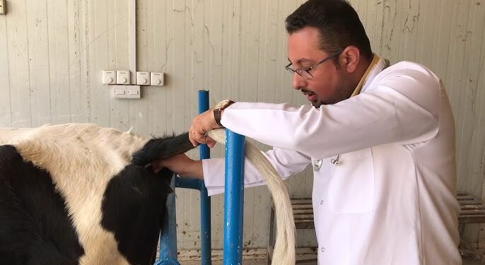 وزارة الزراعة تعلن تحصين أكثر من 3 ملايين رأس ماشية