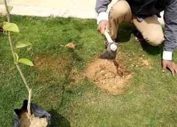 زراعة 190 شجرة مثمرة وزينة في أحياء مدينة طنطا لمواجهة التغيرات المناخية