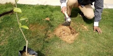 زراعة 190 شجرة مثمرة وزينة في أحياء مدينة طنطا لمواجهة التغيرات المناخية