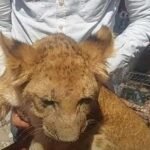 رسمياً.. النيابة تعاين السيرك القومي وتفرغ الكاميرات في واقعة الشبل