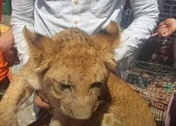 رسمياً.. النيابة تعاين السيرك القومي وتفرغ الكاميرات في واقعة الشبل