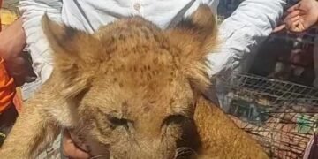 رسمياً.. النيابة تعاين السيرك القومي وتفرغ الكاميرات في واقعة الشبل