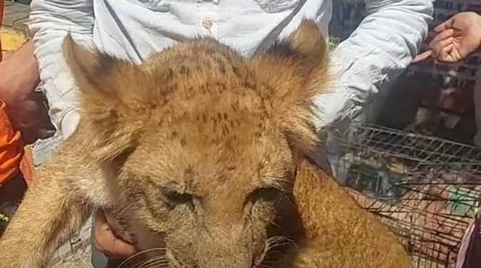 رسمياً.. النيابة تعاين السيرك القومي وتفرغ الكاميرات في واقعة الشبل