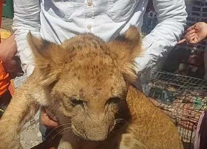 رسمياً.. النيابة تعاين السيرك القومي وتفرغ الكاميرات في واقعة الشبل