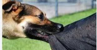 إصابة طالبة جامعية إثر عقر كلب داخل كمبوند شهير بالشيخ زايد